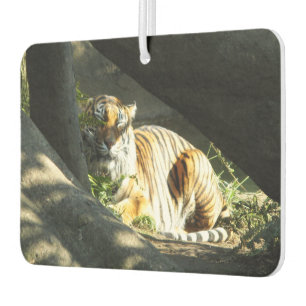 Tiger Catnap Car Air Freshener