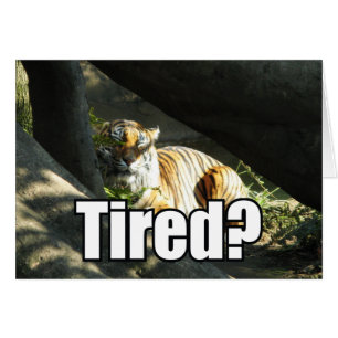 Tiger Catnap Greeting Card