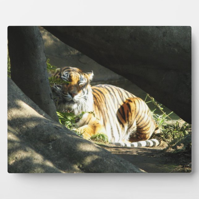 Tiger Catnap Plaque (Front)