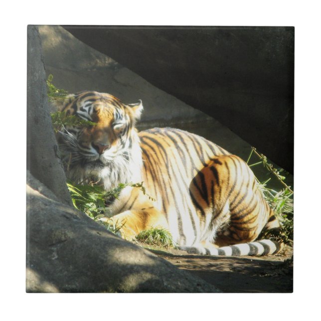 Tiger Catnap Tile (Front)