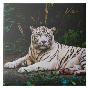Tiger Ceramic Tile
