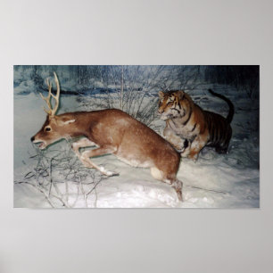 Tiger chases deer 28"x20" Value Poster Paper matte