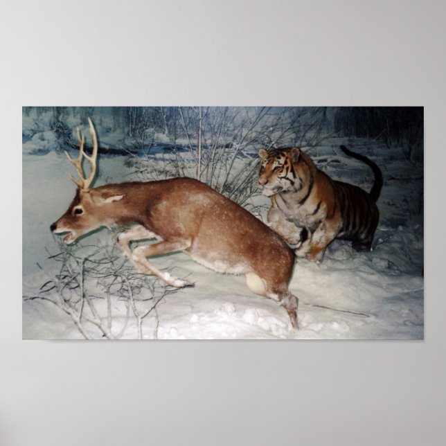 Tiger chases deer 28"x20" Value Poster Paper matte (Front)