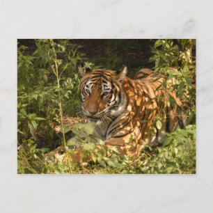 Tiger-China-Doll-b-18 Postcard