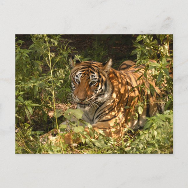 Tiger-China-Doll-b-18 Postcard (Front)