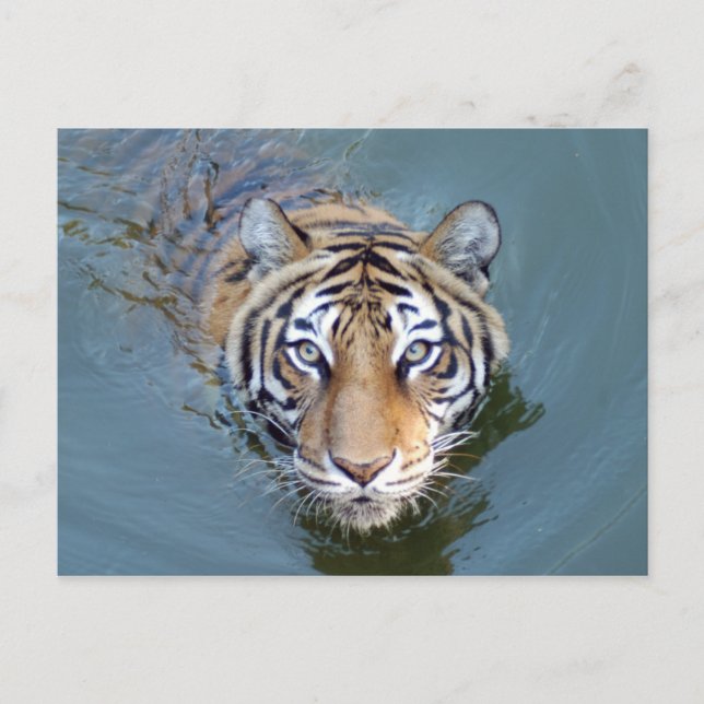 Tiger-China-Doll-b-2 Postcard (Front)
