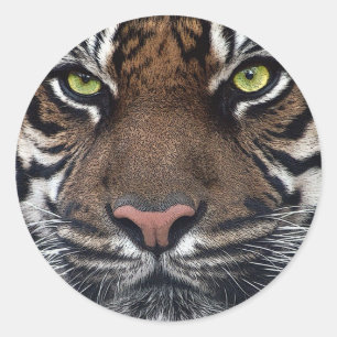 Tiger Classic Round Sticker