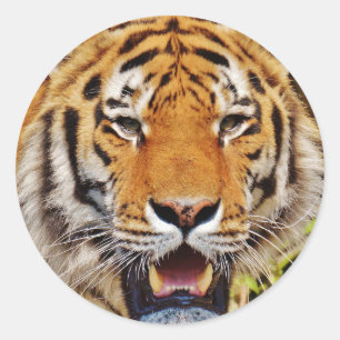 Tiger Classic Round Sticker