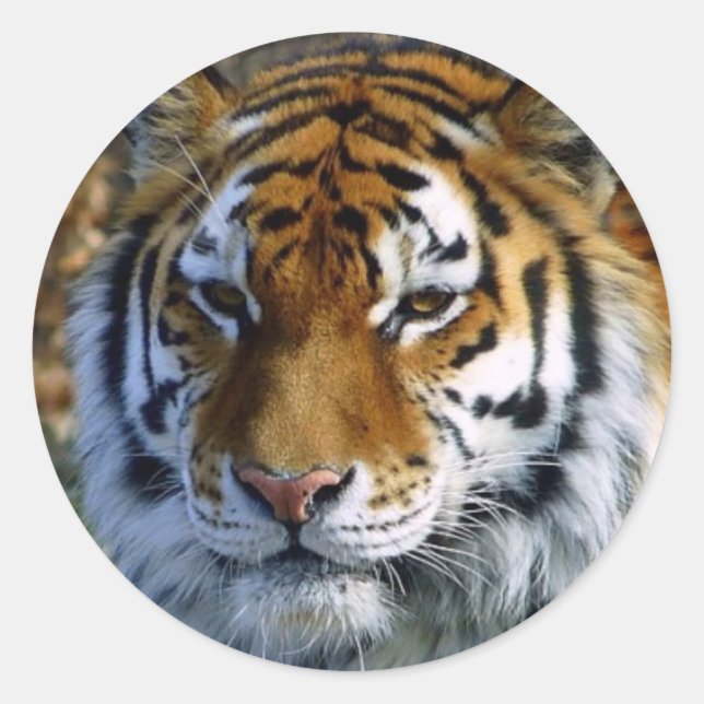 Tiger Classic Round Sticker (Front)