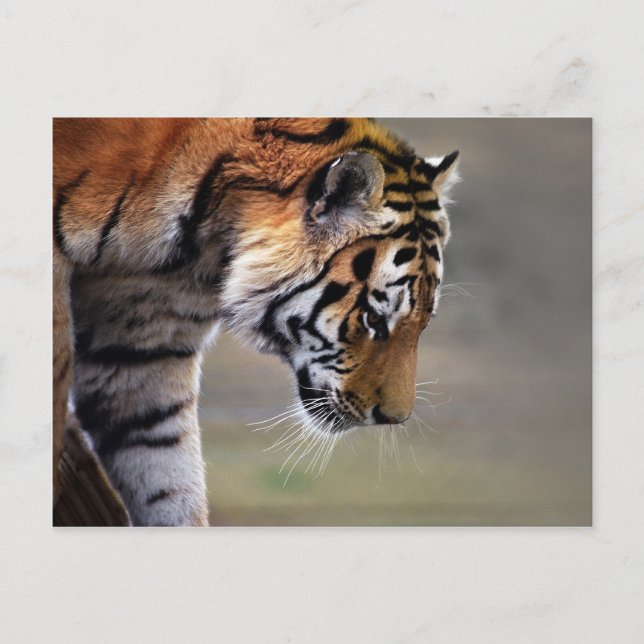 Tiger Climbing Down Postcard (Front)