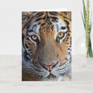 Tiger Close Up Card