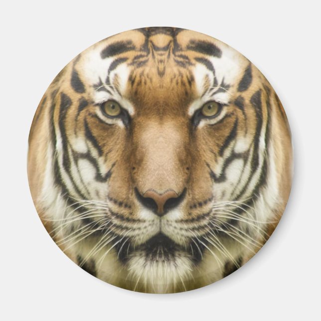 Tiger Close-Up magnet (Front)