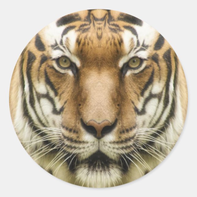 Tiger Close-Up stickers (Front)