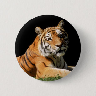 Tiger Closeup 6 Cm Round Badge