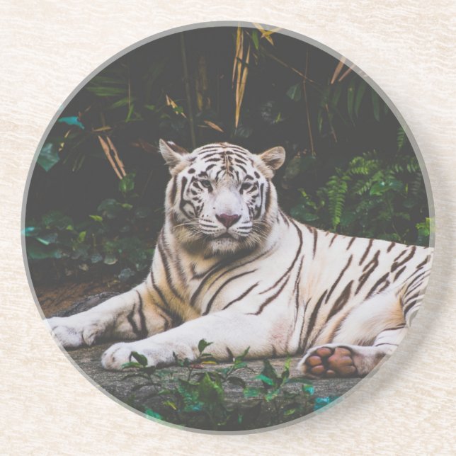 Tiger Coaster (Front)