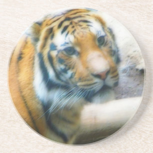 Tiger Coaster