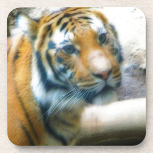 Tiger Coaster