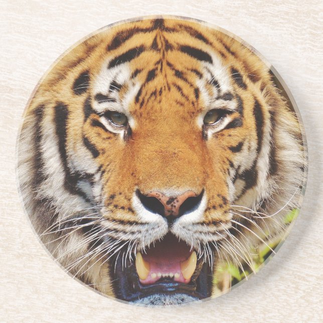 Tiger Coaster (Front)