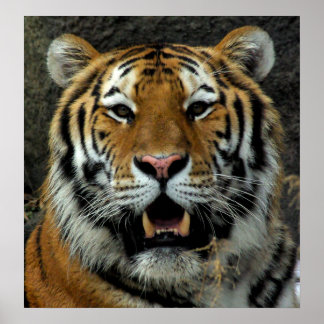 Tiger - Come over here and Say that! Poster