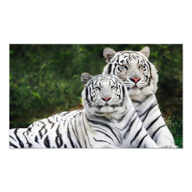 tiger couple photo print (Front)