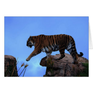 Tiger crossing