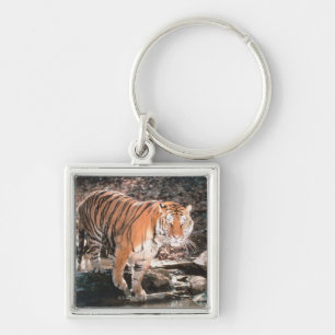 Tiger crossing stream key ring
