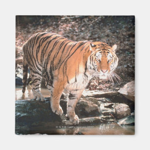 Tiger crossing stream magnet