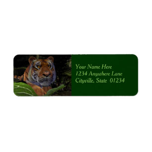 Tiger Crouching in the Jungle