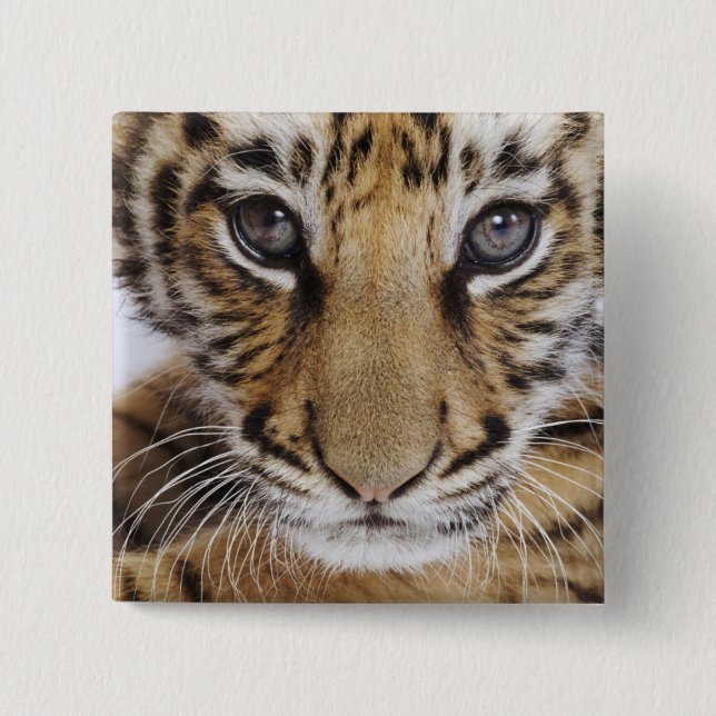 Tiger Cub 15 Cm Square Badge (Front)