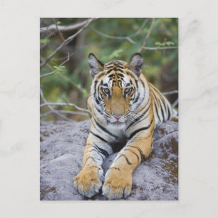 Tiger cub, Bandhavgarh National Park, India Postcard