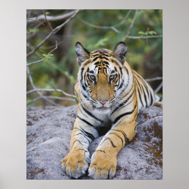 Tiger cub, Bandhavgarh National Park, India Poster (Front)