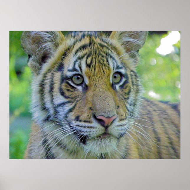 Tiger Cub Close Up Portrait Poster (Front)