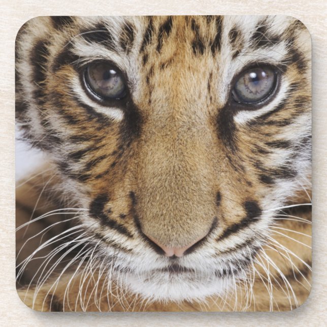 Tiger Cub Coaster (Front)