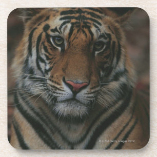 Tiger Cub Coaster