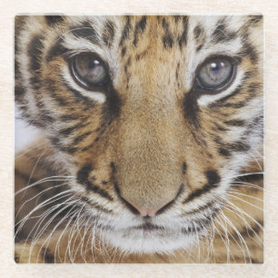 Tiger Cub Glass Coaster