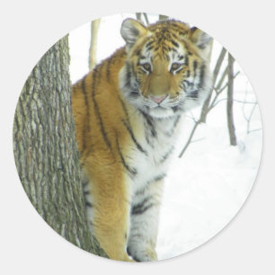 Tiger Cub In Snow Peeking Around Tree Classic Round Sticker