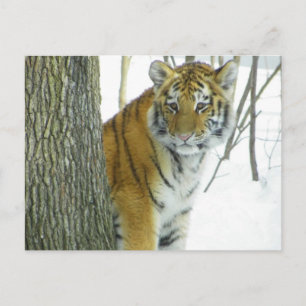 Tiger Cub In Snow Peeking Around Tree Postcard