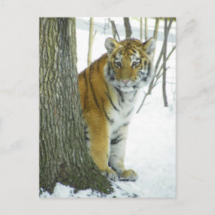 Tiger Cub In Snow Peeking Around Tree Postcard