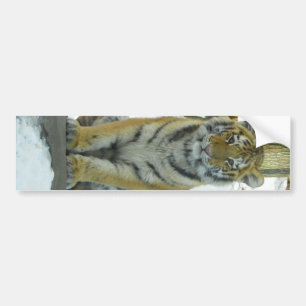 Tiger Cub In Snow Portrait Bumper Sticker