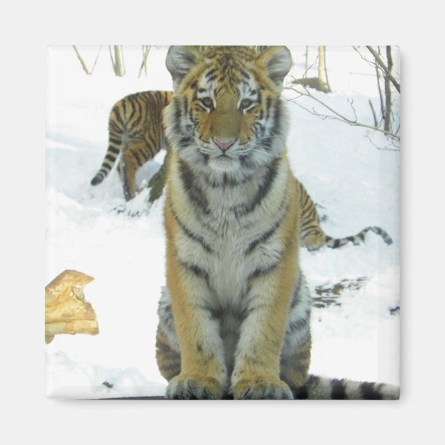 Tiger Cub In Snow Portrait Magnet (Front)