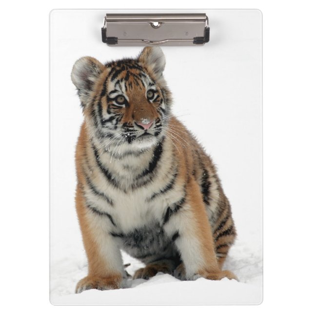 Tiger Cub in the Snow Photograph Clipboard (Front)