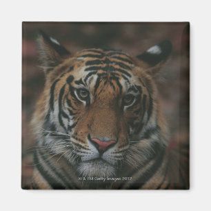 Tiger Cub Magnet