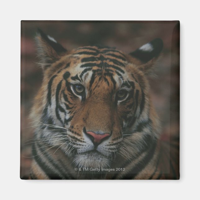 Tiger Cub Magnet (Front)