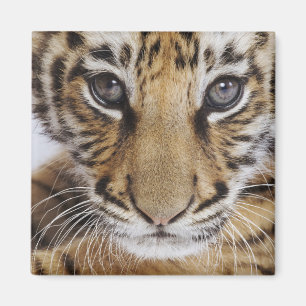 Tiger Cub Magnet