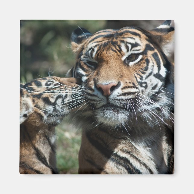 Tiger cub magnet (Front)