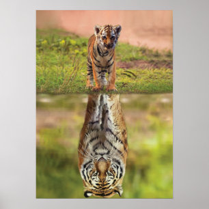 Tiger Cub - Mindset - Water Reflection - Success Poster