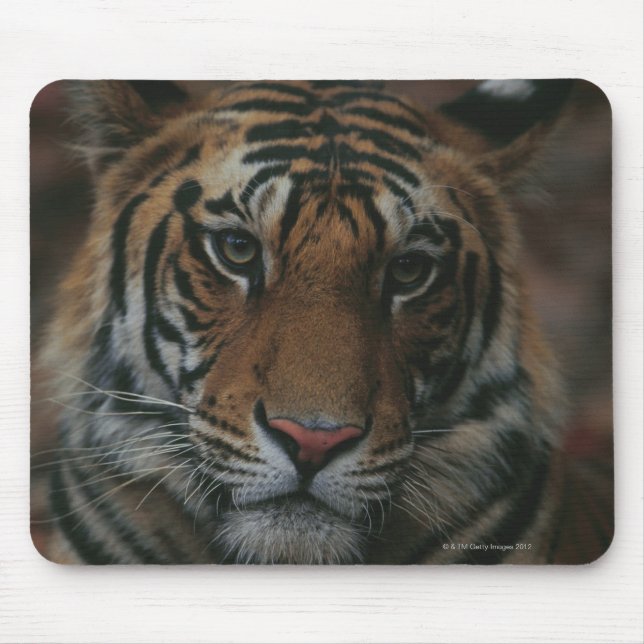 Tiger Cub Mouse Mat (Front)