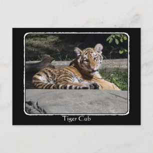 Tiger Cub on the Rocks with border Postcard