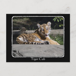 Tiger Cub on the Rocks with border Postcard