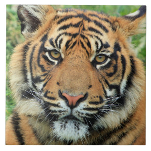 Tiger Cub Portrait Tile